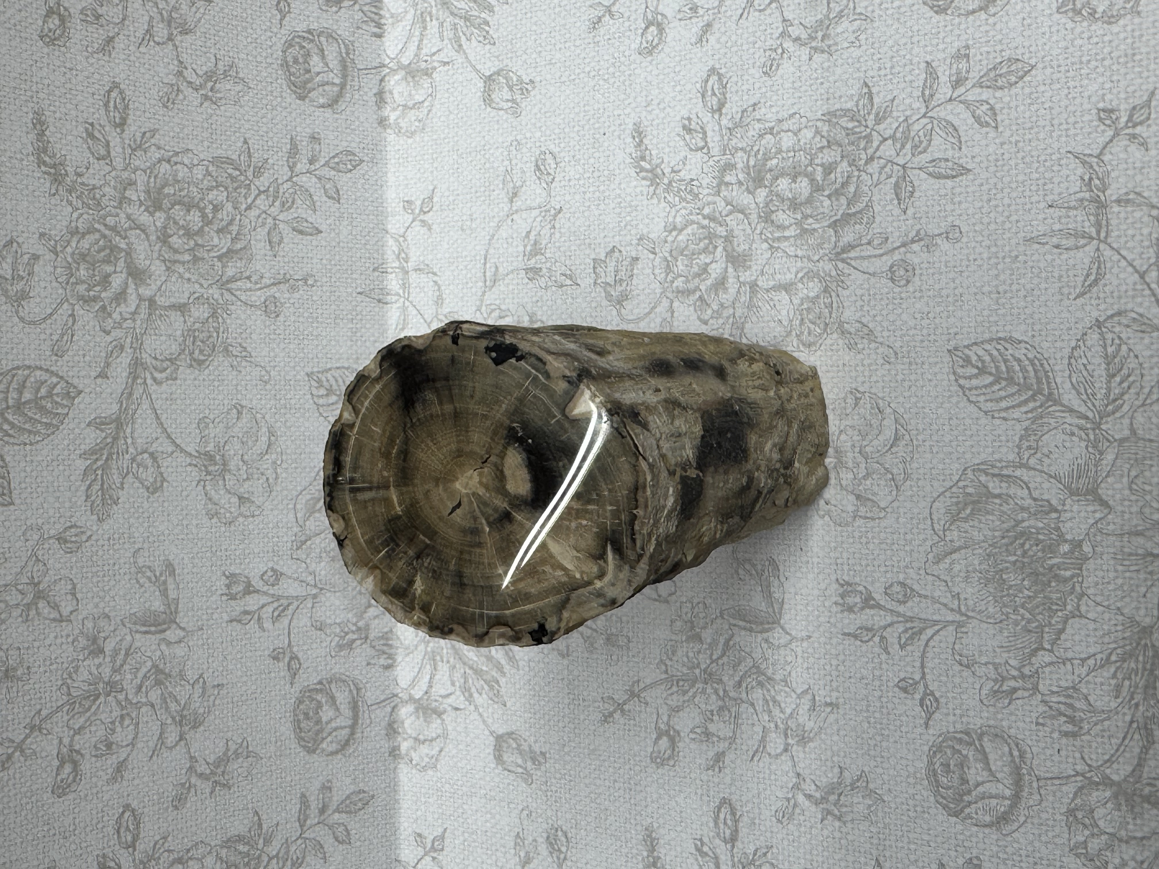 Petrified wood side view