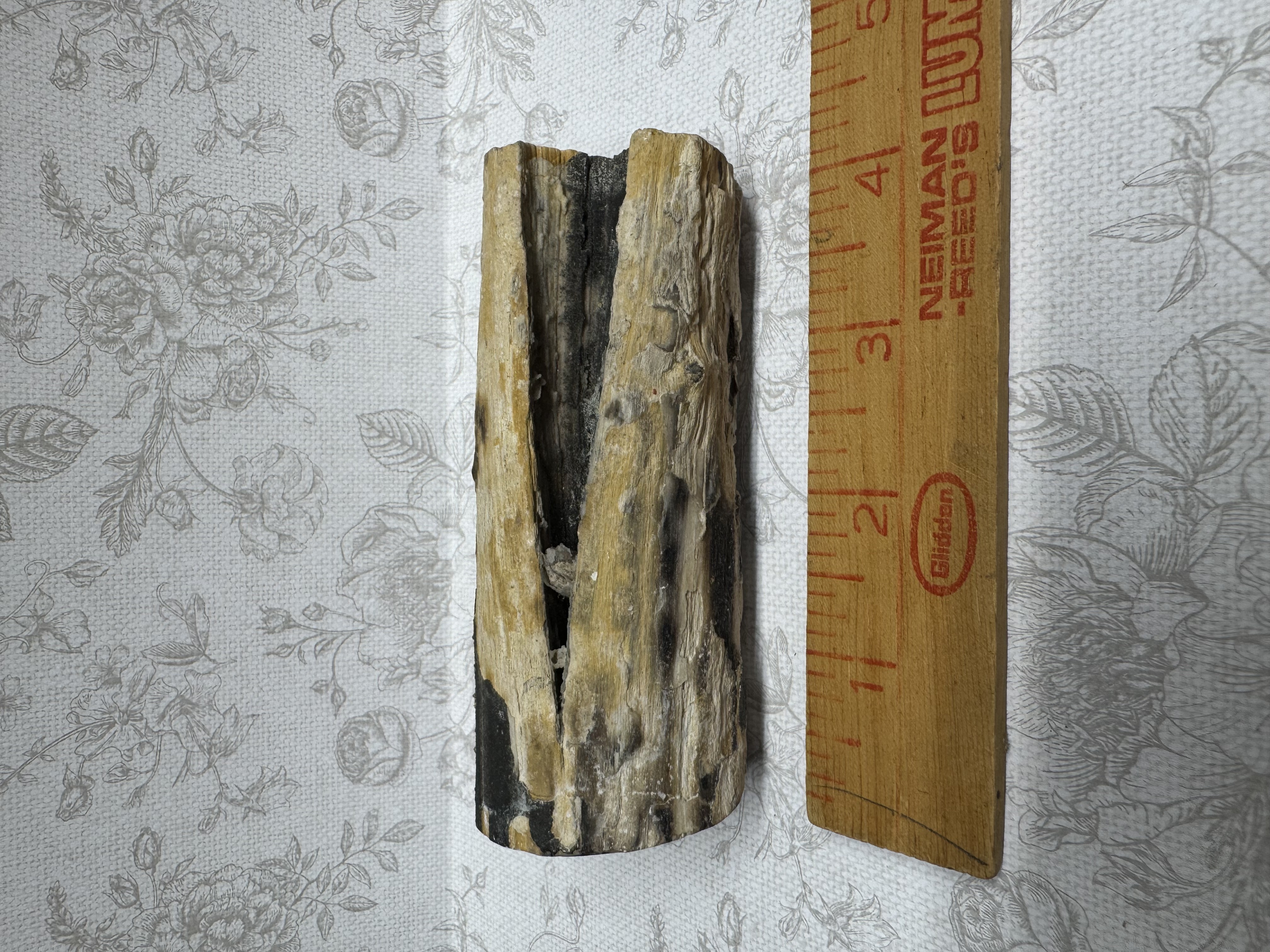 Petrified wood back view