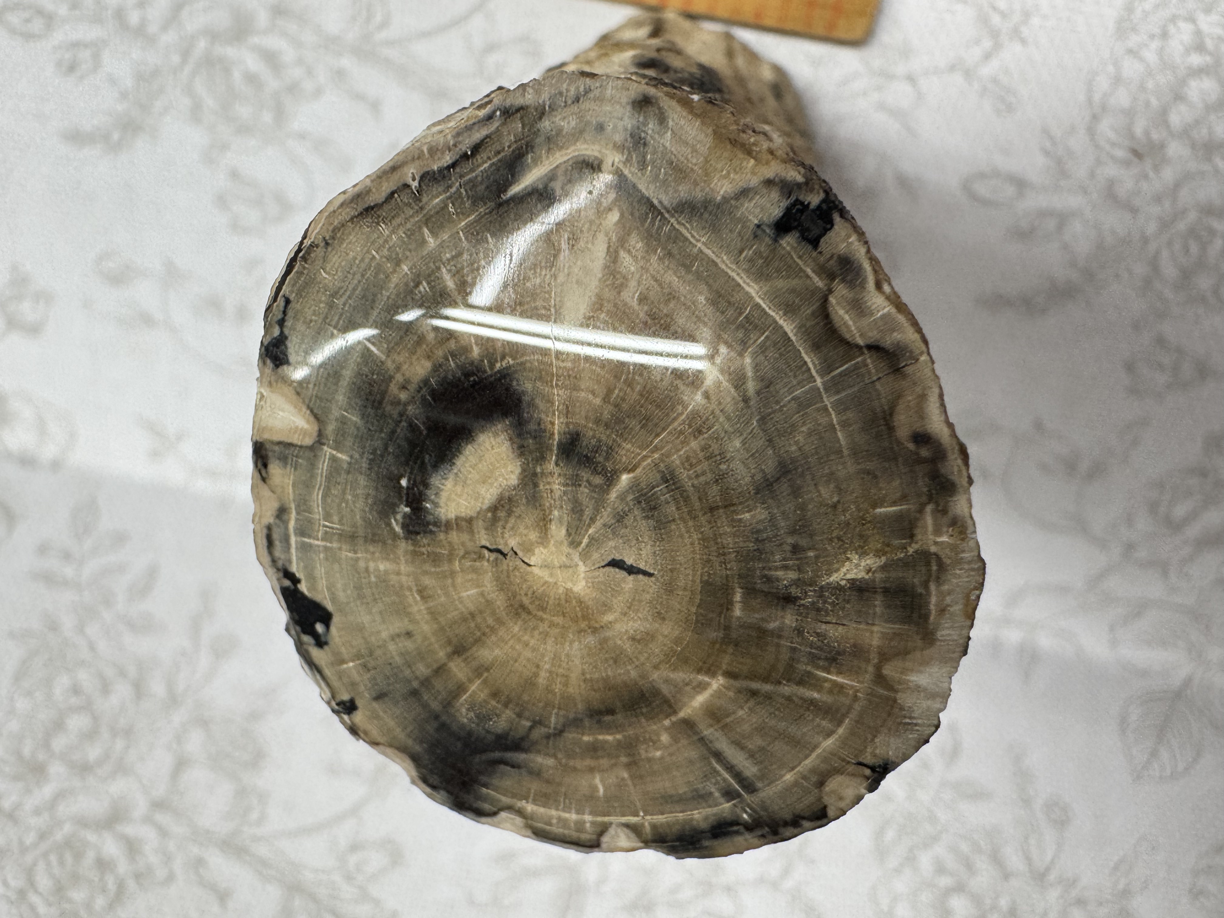 Petrified wood close up pattern