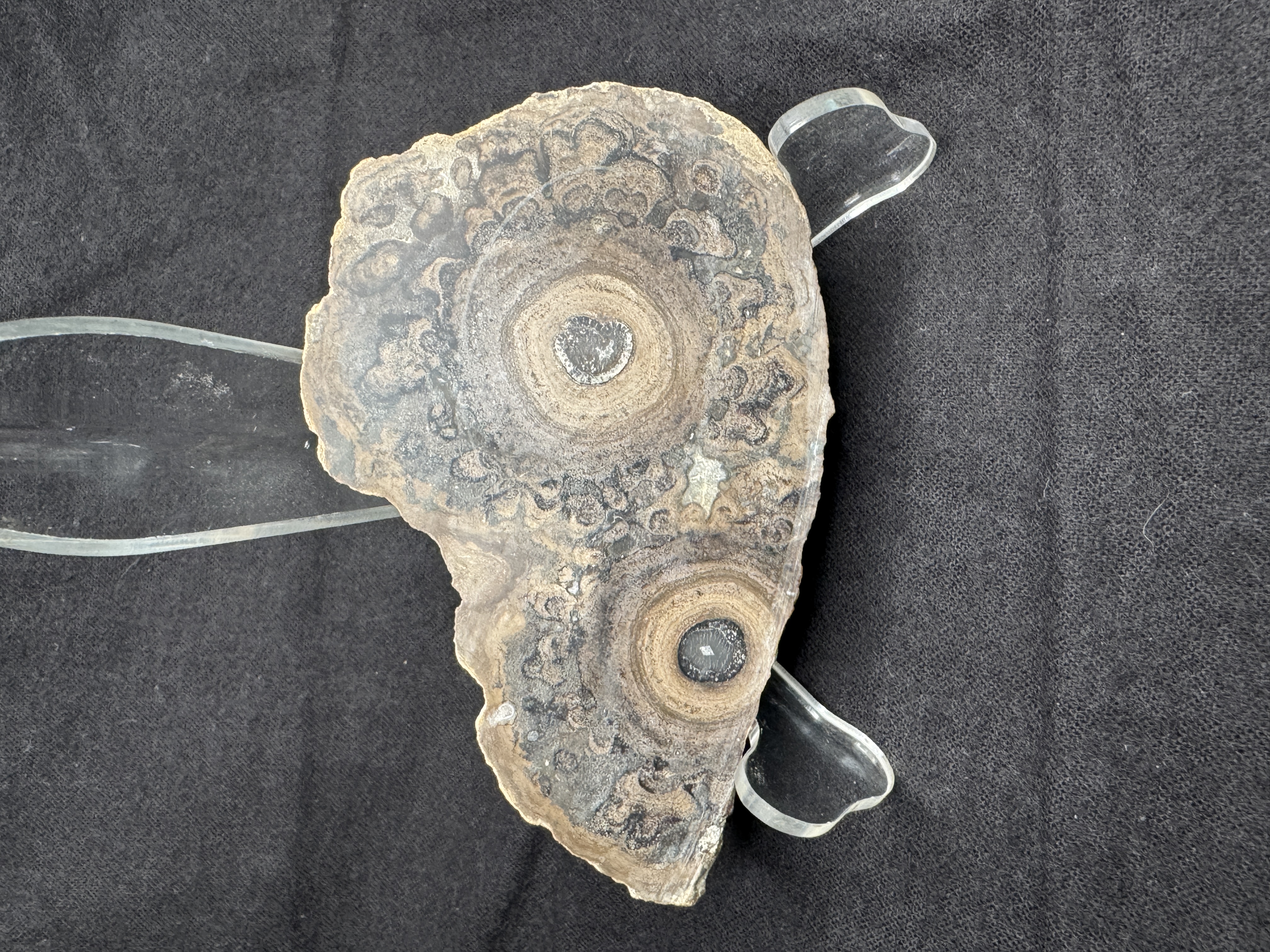 Stromatolite Slab